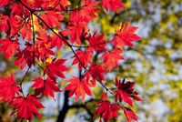 maple-leaves-g5ec04393f_640_